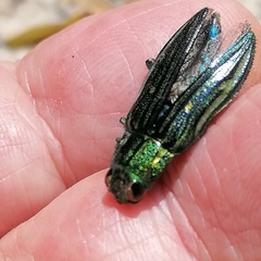 Chrysodema hainanensis