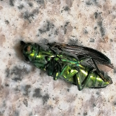 Chrysodema hainanensis