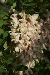 Robinia pseudoacacia