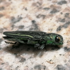 Chrysodema hainanensis