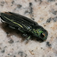 Chrysodema hainanensis