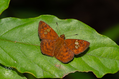 Pseudocoladenia