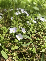 Veronica filiformis