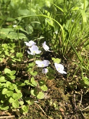 Veronica filiformis