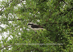 Lanius excubitoroides