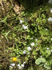 Veronica filiformis