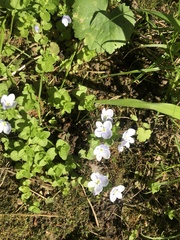 Veronica filiformis