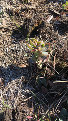 Hylotelephium maximum