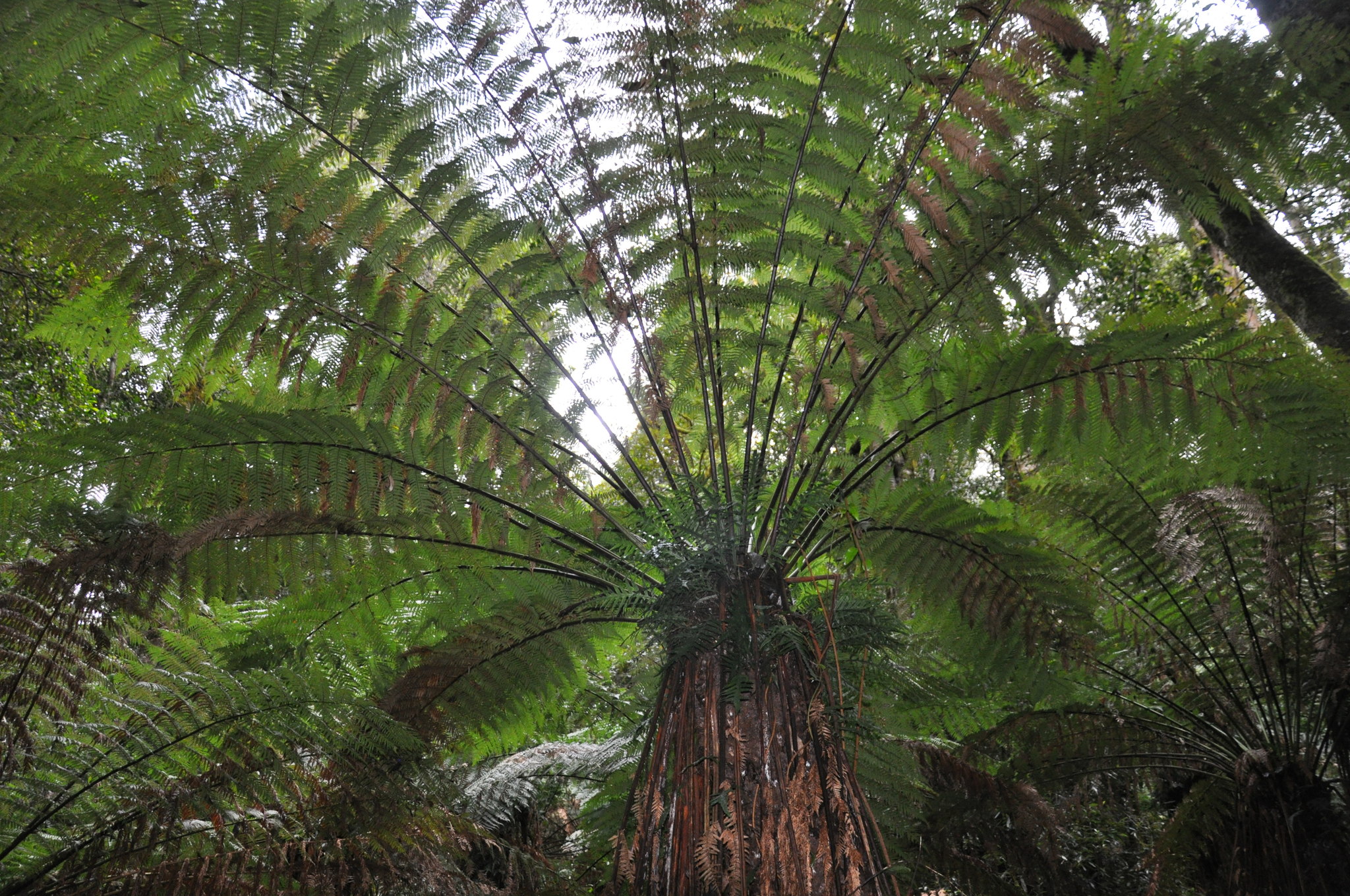 Dicksoniaceae
