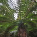 Hairy Tree Ferns - Photo (c) judy_rob_peters, some rights reserved (CC BY-NC), uploaded by judy_rob_peters