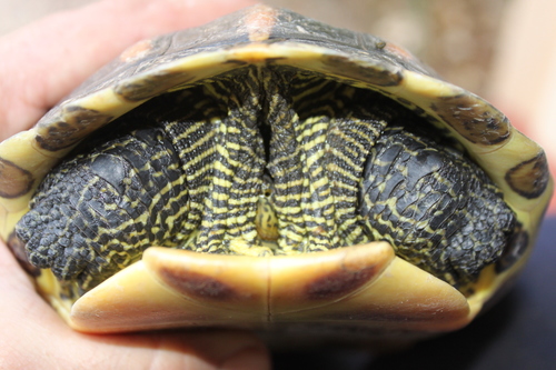 Common thread turtle