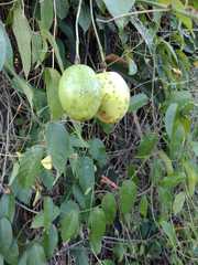 Passiflora serratifolia