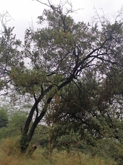 Combretum hereroense