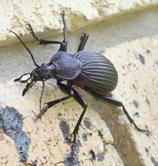 Tefflus meyerlei delegorguei