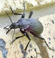 Tefflus meyerlei delegorguei