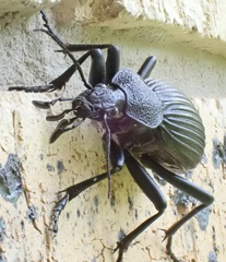 Tefflus meyerlei delegorguei