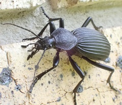 Tefflus meyerlei delegorguei