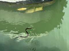 Nerodia sipedon williamengelsi