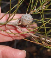 Allocasuarina mackliniana