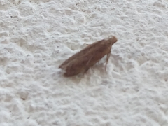 Platyedra subcinerea