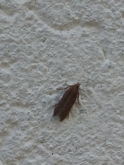 Platyedra subcinerea