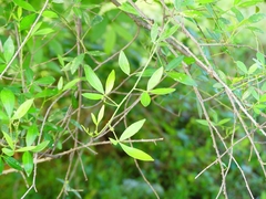 Zanthoxylum asiaticum