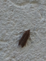 Platyedra subcinerea