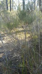 Allocasuarina mackliniana