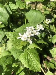Alliaria petiolata