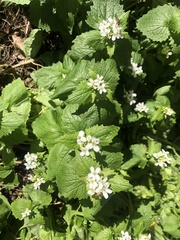 Alliaria petiolata