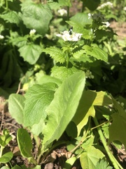 Alliaria petiolata
