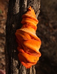Piptoporus australiensis
