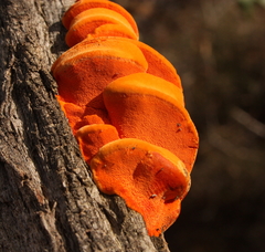 Piptoporus australiensis