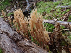 Artomyces austropiperatus