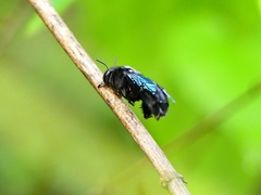 Amegilla violacea