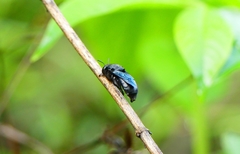 Amegilla violacea