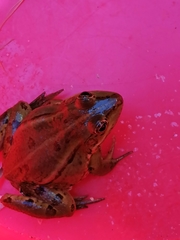 Pelophylax epeiroticus