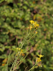 Coincya monensis cheiranthos