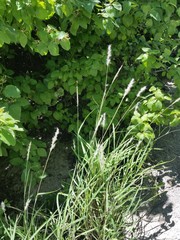 Bothriochloa torreyana