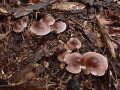 Mycena vinacea