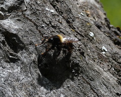 Laphria ephippium