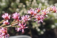 Erica radicans