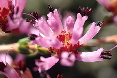 Erica radicans