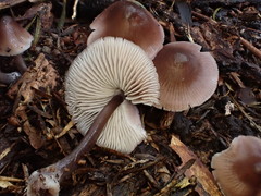 Mycena vinacea