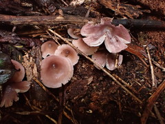 Mycena vinacea