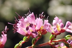Erica radicans