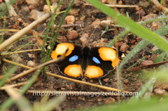 Junonia hierta cebrene