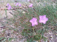 Dianthus gallicus