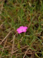 Dianthus graniticus