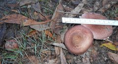 Agaricus austrovinaceus